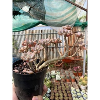 sen đá pha Lê tím thụ gốc siêu già