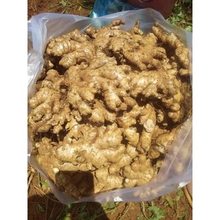 1 KG CỦ GỪNG TƯƠI