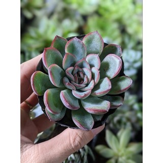 Sen đá viền đỏ size bầu - lỗi 1 đổi 1