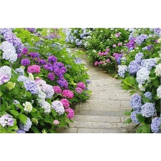 Cây giống Cẩm Tú cầu chịu nhiệt