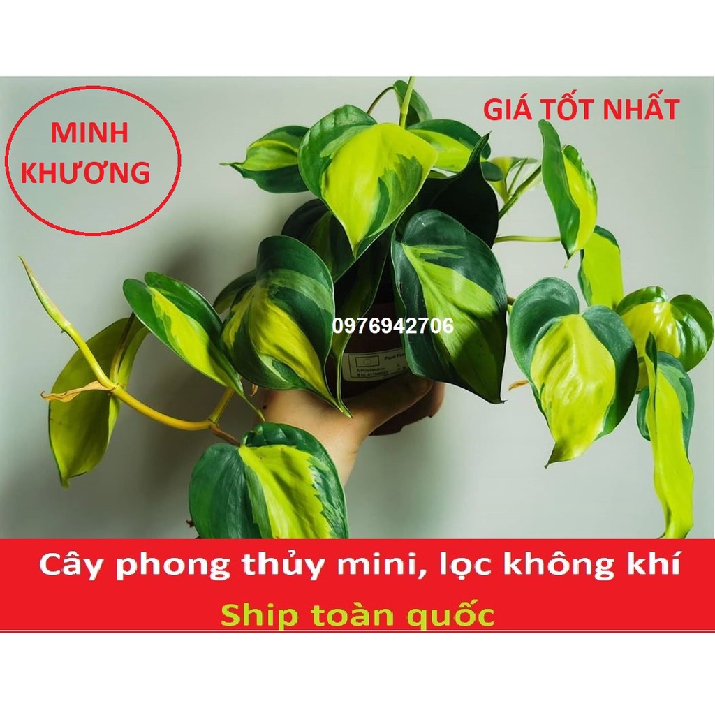 Trầu bà var sọc Brazil Philodendron -giao cây tương tự ảnh cuối nha-cây phong thủy, lọc không khí -bscc