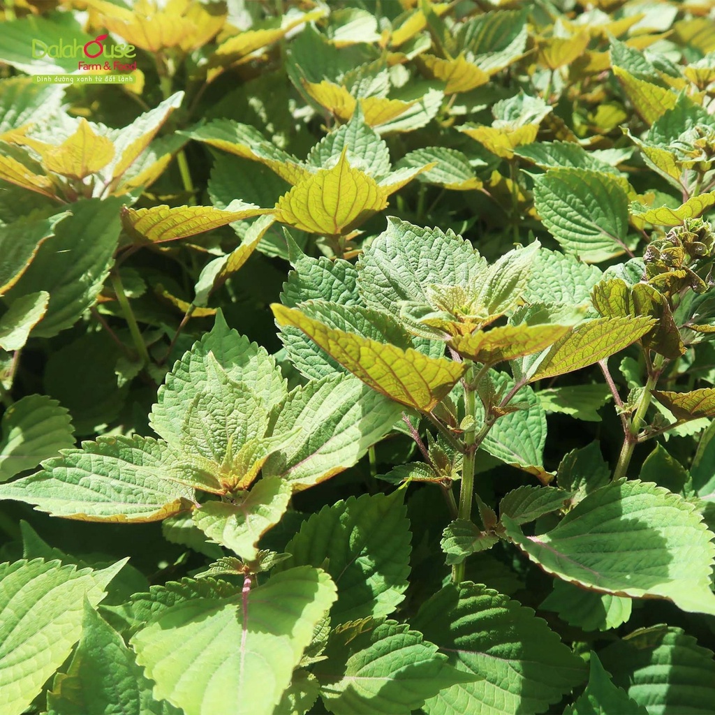 Bột Tía Tô Dalahouse - Bột Tía Tô Hữu Cơ Sấy Lạnh Nguyên Chất Dalahouse - Lon 120g