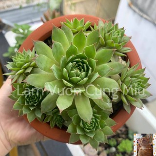 Sen đá phật bà 👵👵👵 - size bầu - trung
