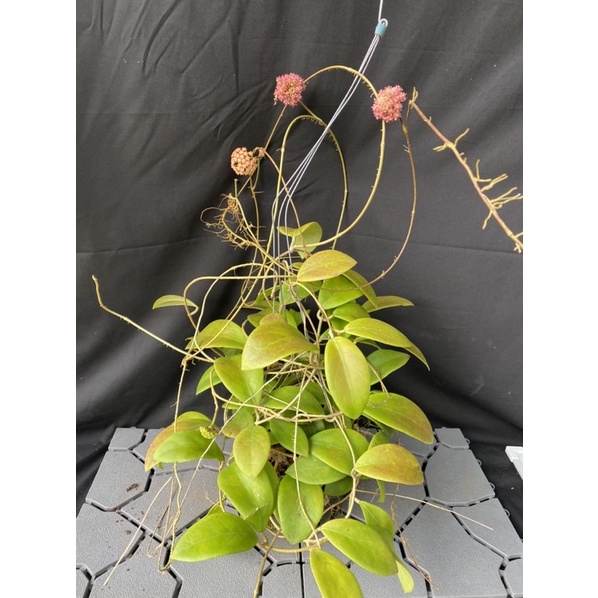 Hoa Cẩm cù - hoya Mindorensis pink nhiều kích thước, hoa đẹp, siêng hoa, dễ trồng