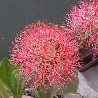 củ hoa hồng tú cầu