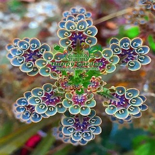 Combo 3 Cây sen đá xương cá Kalanchoe
