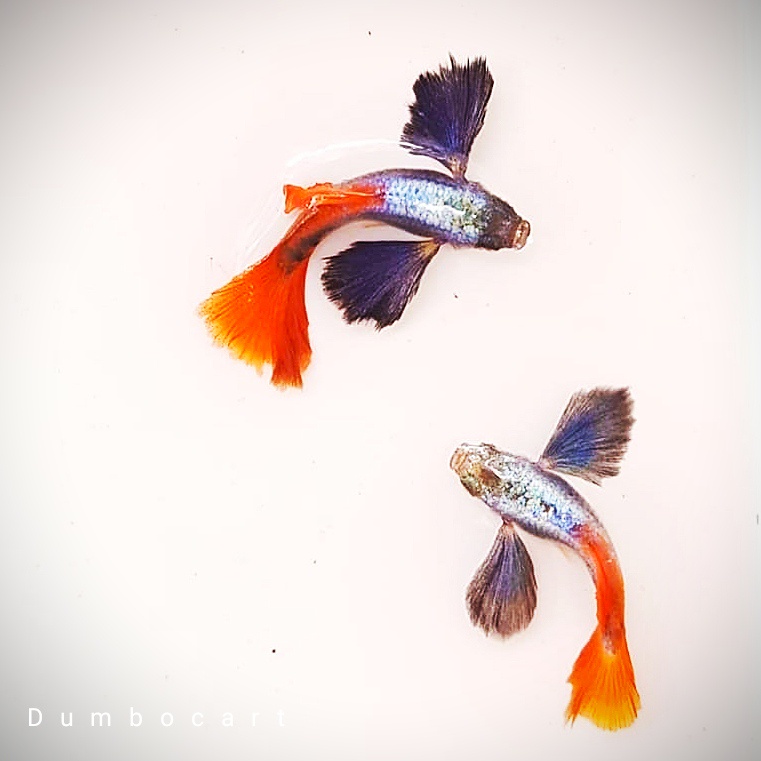 Combo 1 cặp Dumbo Big ear