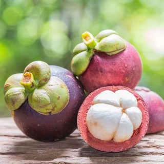 Cây giống Măng Cụt ( SIÊU TRÁI + SIÊU SỚM)