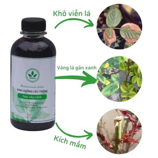 Phân vi lượng EDTA | Phân bón cho hoa hồng | phòng ngừa vàng lá gân xanh | Kích mầm cho cây hoa hồng