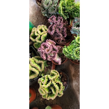 xương rồng vạn lý trường thành để bàn.decor