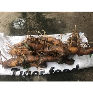Củ cát lồi, củ mía dò, củ đọt đắng tươi 1kg hình thật shop chụp