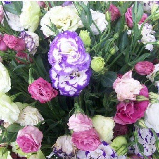 100 Hạt Giống Hoa Cát Tường