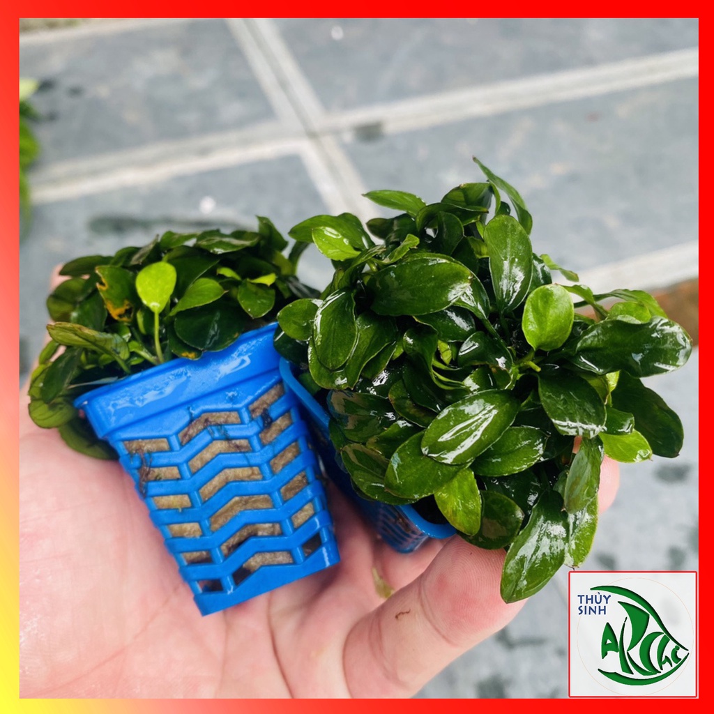 Ráy Nana Cây thủy sinh sống dưới nước dễ trồng