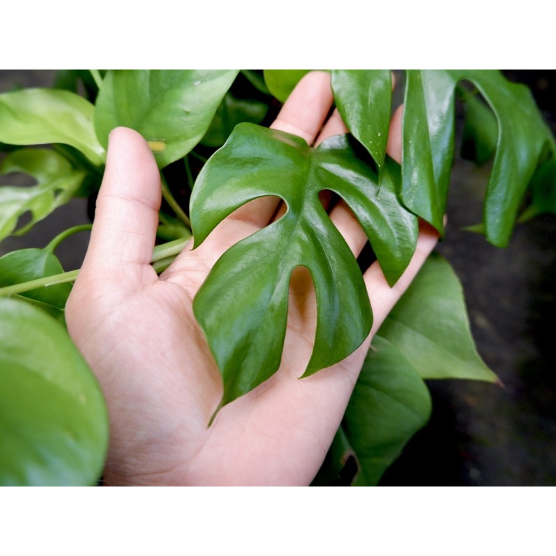 CÂY MON MINI - Cây kiểng lá, decor, cây nội thất