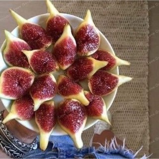 Cây giống sung Mỹ(1 bầu 20cm)