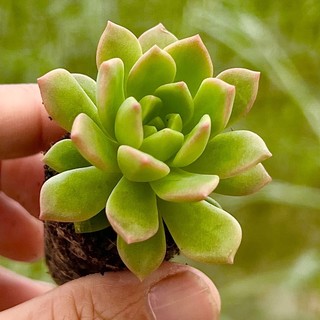 Sen đá Mặt Trời cam size mini 2-2,5cm, màu siêu đẹp tươi tắn, lỗi 1 đổi 1