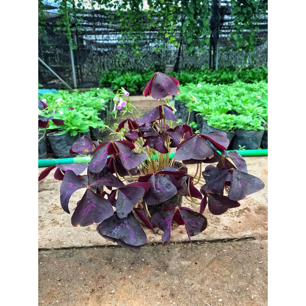 Cây bướm đêm     cây sum suê bắt mắt dễ chăm sóc, thích hợp trang trí cảnh quan