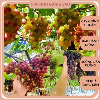 Com Bô 1 Cây Nho Đỏ 1 Cây Nho Ngón Tay 1 Cây Nho Kẹo Leo Giàn Ninh Thuân