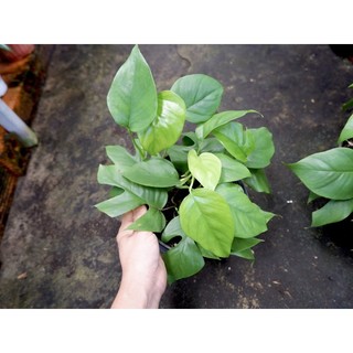 CÂY MON MINI - Cây kiểng lá, decor, cây nội thất