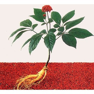 Hạt giống cây nhân sâm ( tặng phân bón , kích mầm ) .