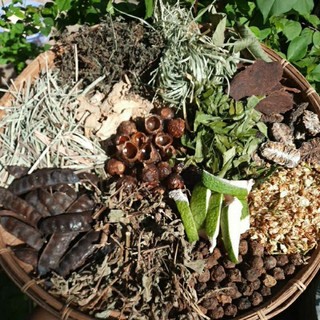 Cốt gội Bồ Kết