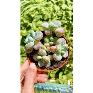 sen đá sỏi Hồng