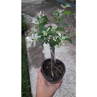 Mai chiếu thủy lá tuyết
