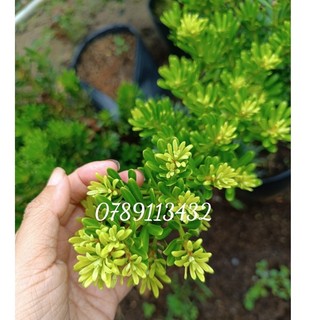 Tùng kim cương thuần chủng lá ngắn, khít- loại kim cương giá thành cao nhất -bscc