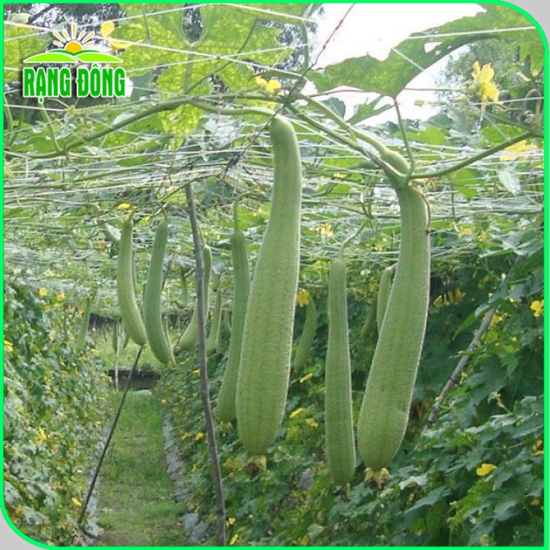 Hạt giống Mướp ngọt - Mướp đắng (khổ qua) trồng quanh năm, Hạt giống rau củ quả trồng chậu - Hạt giống Rạng Đông