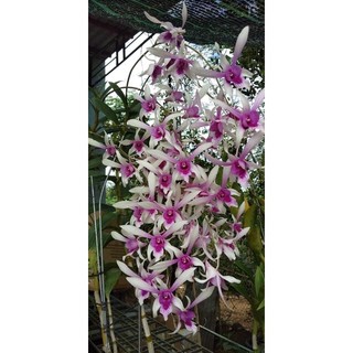 Hoa lan alba xưa cây tơ gửi nguyên chậu phi 12