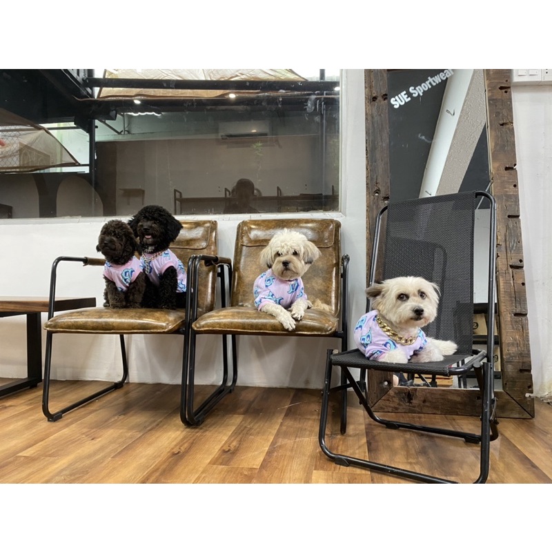 Áo Boston Tím cho thú cưng