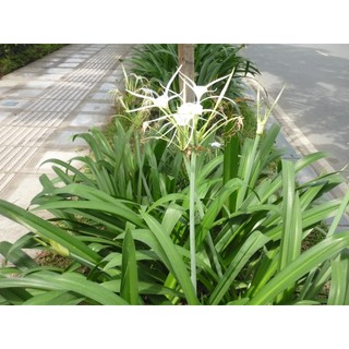 CỦ BẠCH TRINH BIỂN( CỦ NHƯ HÌNH ĐĂNG)