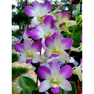 Hoa lan lavender GỬI NGUYÊN CHẬU PHI 12