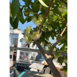 Cây 🌲 Mận trắng sữa ( ngon giòn)☆☆☆☆☆
