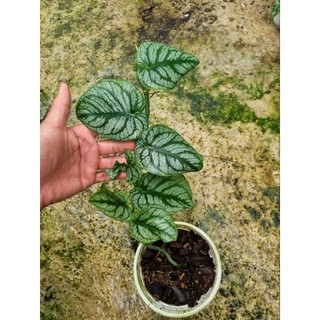 Cây trầu bà dubia - Monstera Dubia