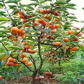 Cây HỒNG GIÒN NHẬT BẢN fuji / hồng không hạt ( cây ghép) - hồng vuông