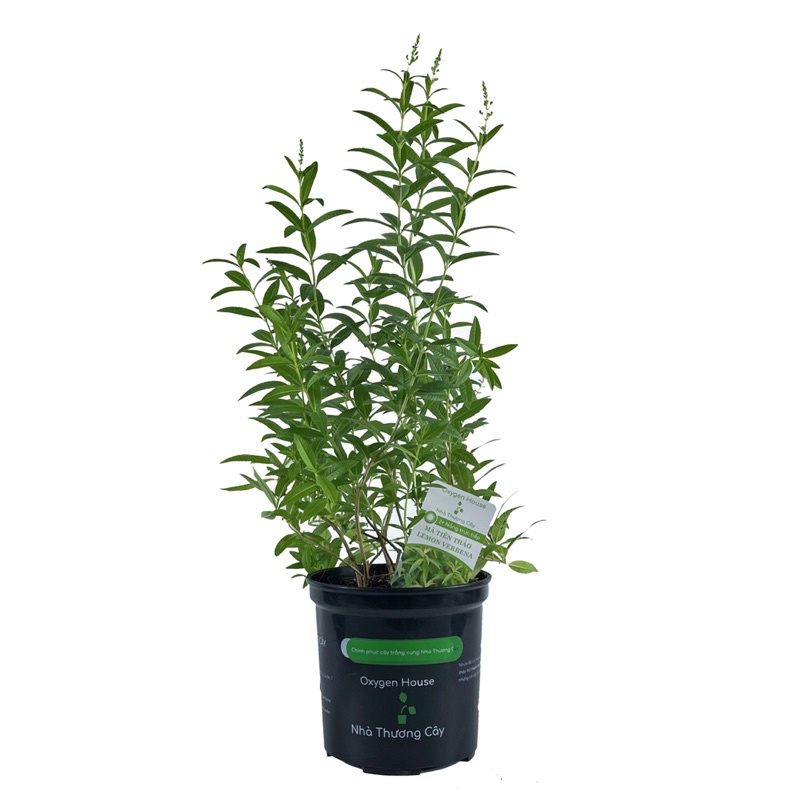 Cây gia vị | Mã tiên thảo sả | Lemon Verbena
