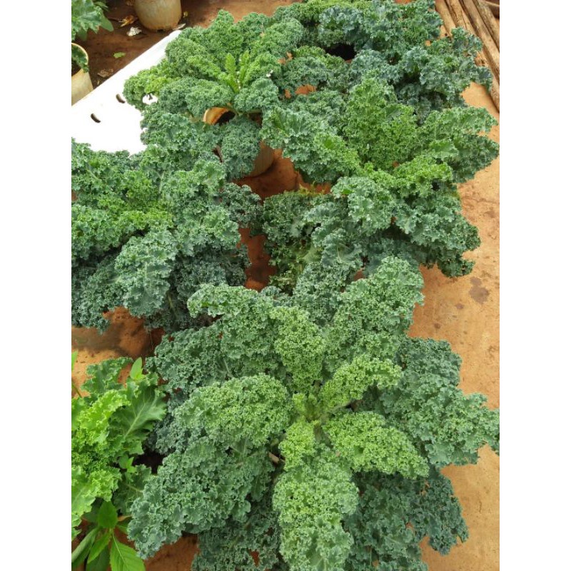 100_ #Hạt _giống_ rau _cải_ kale_ xoăn  .