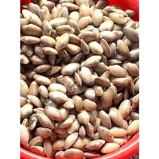 Thịt sò lụa rất tươi, rất ngọt - 0.5kg