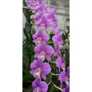 Hoa lan hồng sọc cây trưởng thành chậu phi 12