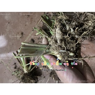 nghệ đen 5  củ (nghệ đen cổ giống cũ )