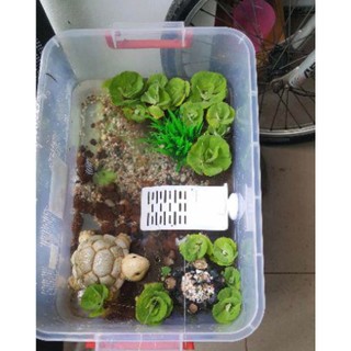 Máng Leo Dành Cho Rùa Nước