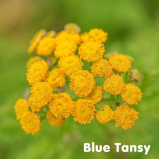 Tinh dầu Cúc ngải xanh Blue Tansy Essential Oil