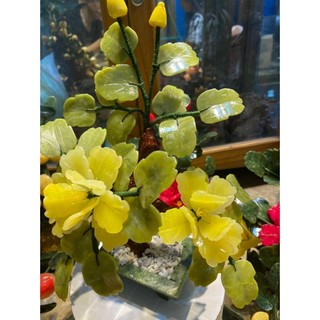Cây mẫu đơn ngọc hoàng long cao 30cm