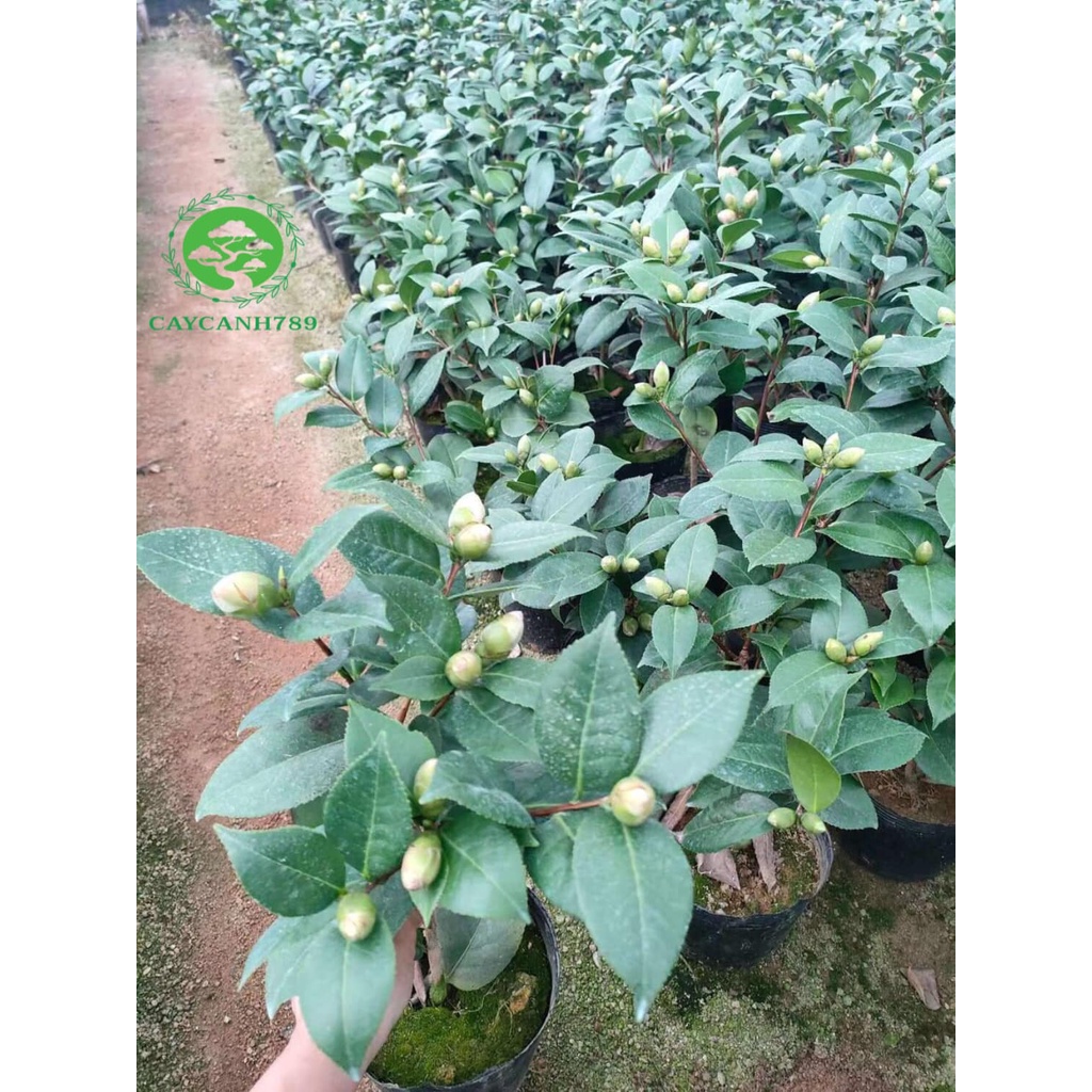 Cây hoa trà my điểm tuyết size trung cao 30-40cm