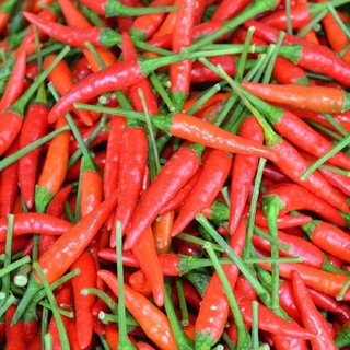 (Mã NSF02P125 giảm 25K) Ớt Hiểm hạt giống