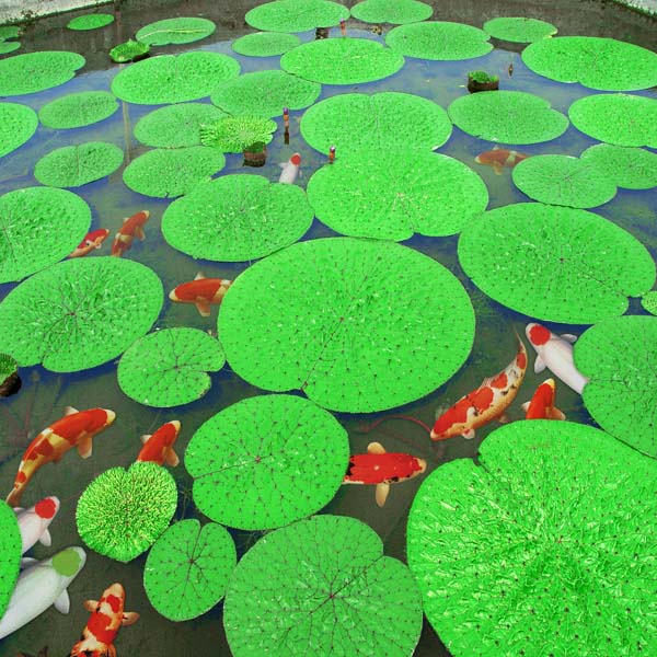 Tranh 3D chủ đề hoa sen cá chép mới nhất được yêu thích hiện nay