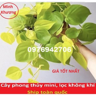 Trầu bà Philodendron Hederaceum 'Lemon Lime -cây phong thủy,lọc khí -bscc