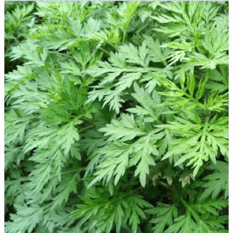 Cây giống ngải cứu mua 5 cây tặng thêm 1 cây