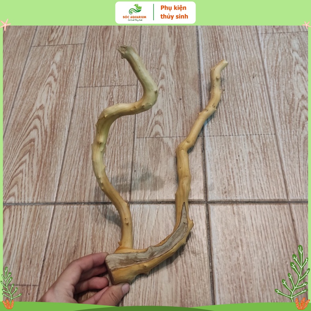 Lũa Đỗ Quyên Loại Ngắn, Lũa Gồm Nhiều Kích Thước, Hình Dáng